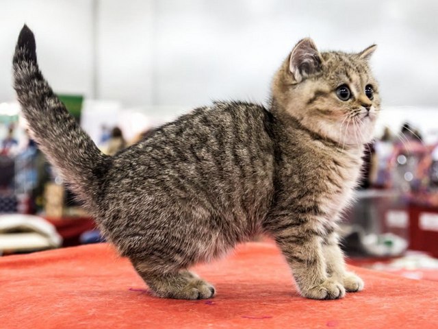 Породы кошек в Люберцах | ЗооТом портал о животных