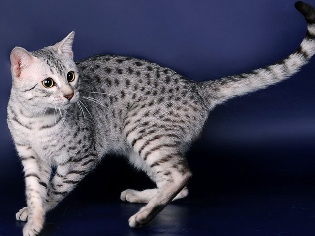 Породы кошек в Люберцах | ЗооТом портал о животных