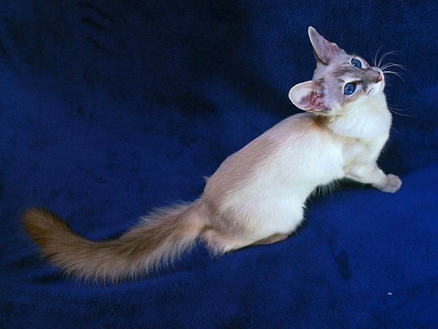 Выведенные породы кошек в Люберцах | ЗооТом портал о животных
