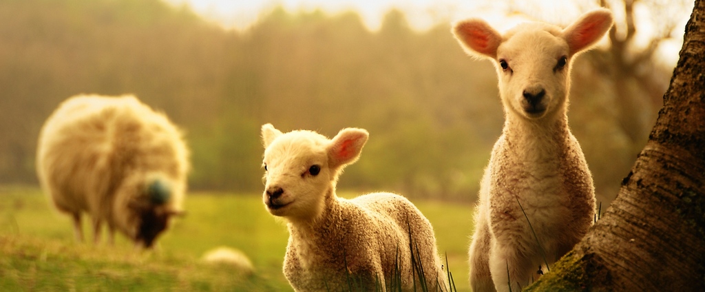 Объявления о сельскохозяйственных животных | ЗооТом - продажа, вязка и услуги для животных в Люберцах