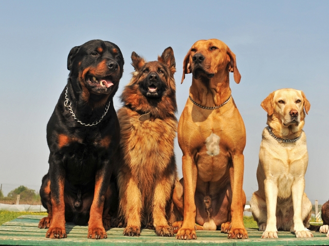 Крупные породы собак в Люберцах | ЗооТом портал о животных